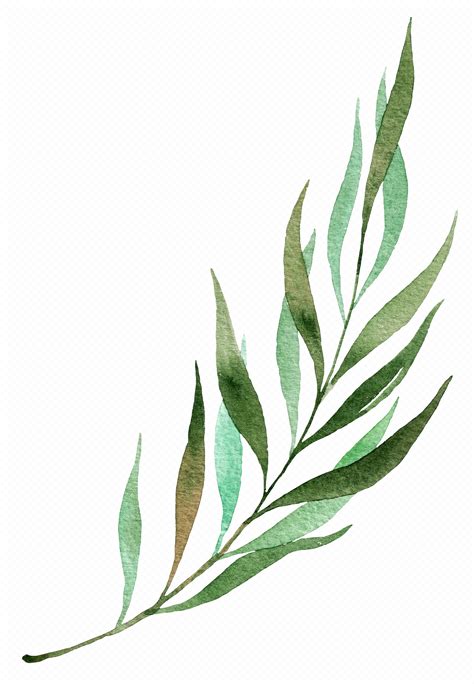 leaves png|leaves png transparent.